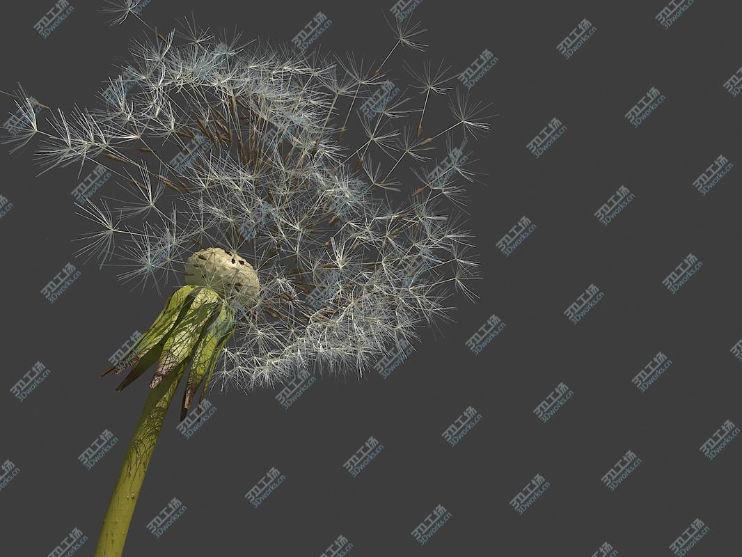 images/goods_img/2021040232/Dandelion 01/3.jpg